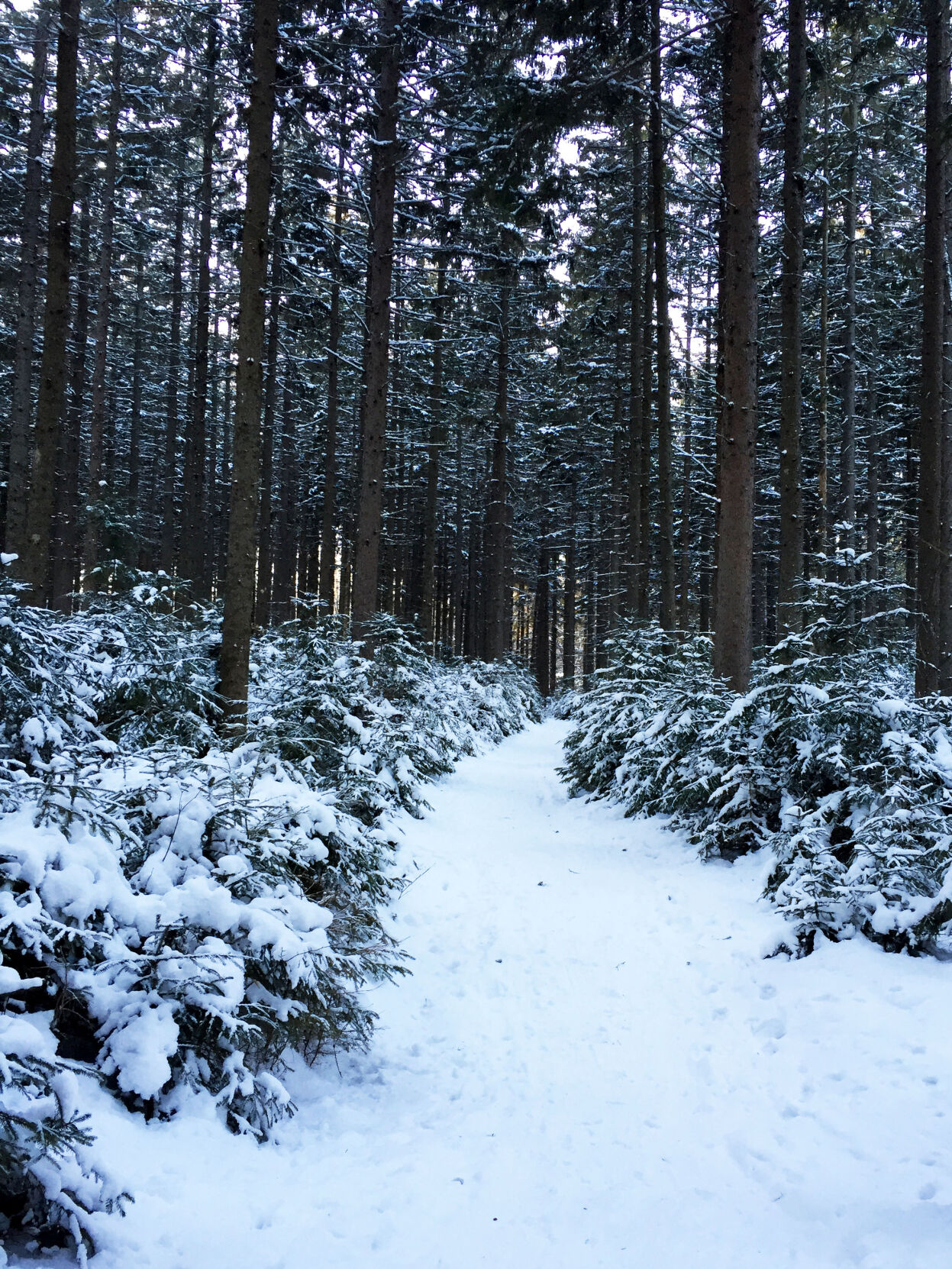 Enchanted Forest trail at Howe Block in the Camel’s Hump Town Forest